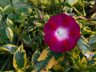 	Morning Glory species belong to many genera, the common name of more than 1,000 species some of...