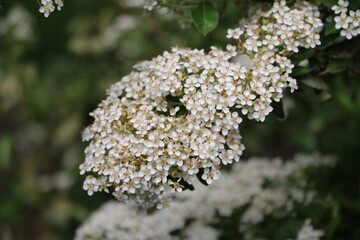 Fototapeta premium Firethorn orange glow in spring, Germany