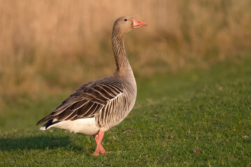 Grauwe Gans, Greylag Goose, Anser anser