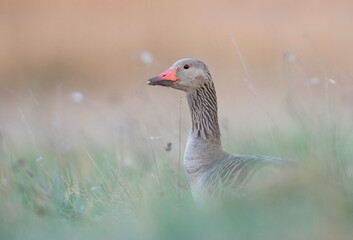 Grauwe Gans, Greylag Goose, Anser anser phenotypic ssp. rubirostris