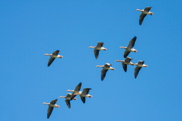 Grauwe Gans, Greylag Goose, Anser anser anser
