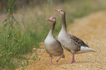 Grauwe Gans, Greylag Goose, Anser anser phenotypic ssp. rubirostris