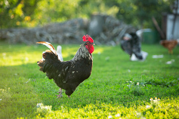 Black cock crows in the yard. Rooster on grass. High quality photo
