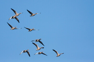 Grauwe Gans, Greylag Goose, Anser anser anser