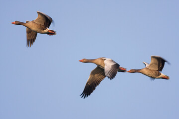 Grauwe Gans, Greylag Goose, Anser anser