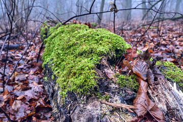 a fallen tree trunk covered with moss in a misty forest during autumn