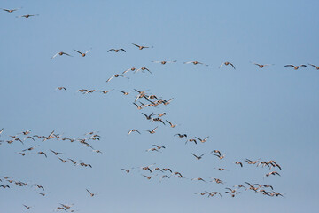 Grauwe Gans, Greylag Goose, Anser anser anser