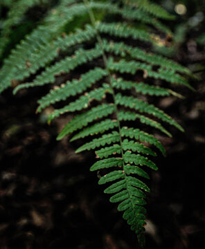 Fern Leaves Seek Shade And Moisture