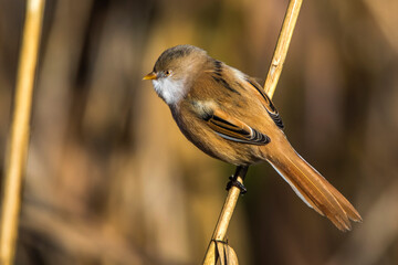Bartmeise (Panurus biarmicus) Weibchen