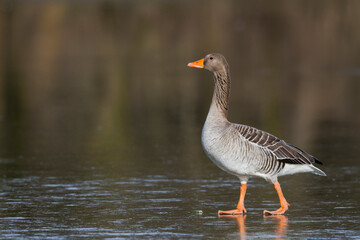 Grauwe Gans, Greylag Goose, Anser anser