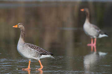 Grauwe Gans, Greylag Goose, Anser anser