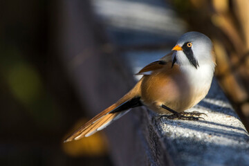 Bartmeise (Panurus biarmicus) Männchen