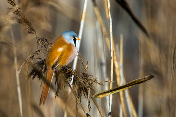 Bartmeise (Panurus biarmicus) Männchen