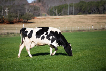 black and white cow