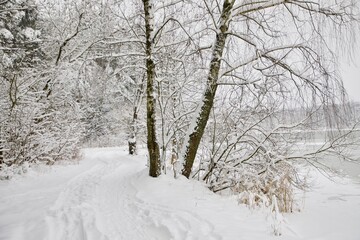 Road along the lake to winter forest. Deep in the winter forest.