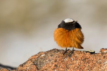 Witkruinroodstaart, Güldenstädt's Redstart, Phoenicurus erythrogastrus grandis