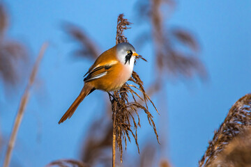 Bartmeise (Panurus biarmicus) Männchen