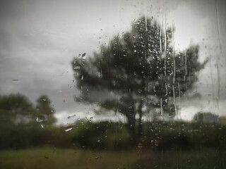 Tree behind car window glass on a foggy rainny day