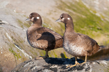 Harlequin Duck, Harlekijneend, Histrionicus histrionicus