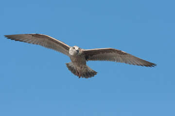 Zilvermeeuw, European Herring Gull, Larus argentatus