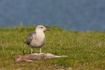 Zilvermeeuw, European Herring Gull, Larus argentatus
