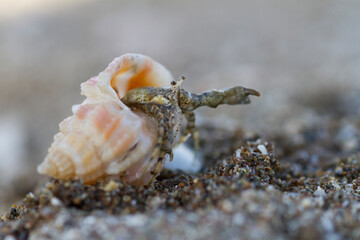 Hermit Crab - Einsiedlerkrebs - Paguroidea, Oman