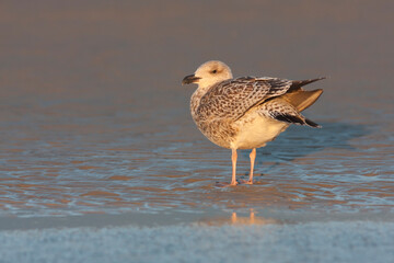 Zilvermeeuw, European Herring Gull, Larus argentatus