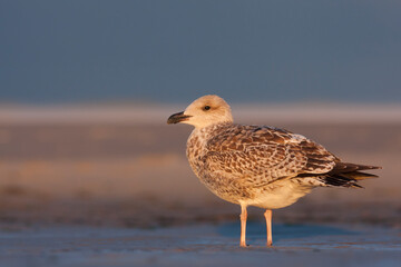 Zilvermeeuw, European Herring Gull, Larus argentatus