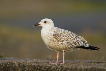 Zilvermeeuw, European Herring Gull, Larus argentatus