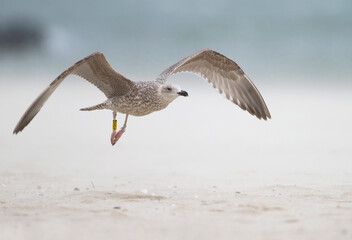 Zilvermeeuw, European Herring Gull, Larus argentatus