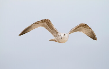 Zilvermeeuw, European Herring Gull, Larus argentatus