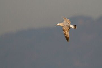 Zilvermeeuw, European Herring Gull, Larus argentatus