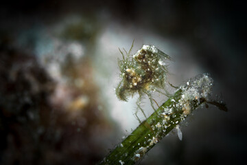 Green Hairy shrimp with eggs (phycocaris simulans)