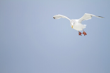 Zilvermeeuw, European Herring Gull, Larus argentatus
