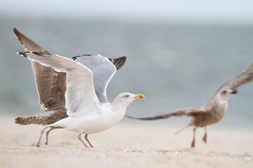 Zilvermeeuw, European Herring Gull, Larus argentatus