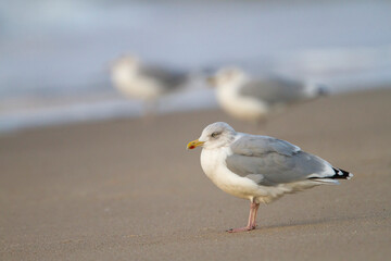 Zilvermeeuw, European Herring Gull, Larus argentatus