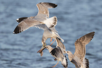 Herring Gull, zilvermeeuw, Larus argentatus