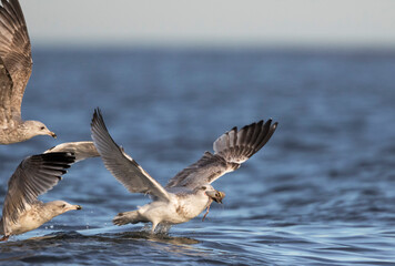 Herring Gull, zilvermeeuw, Larus argentatus