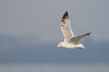 Zilvermeeuw, European Herring Gull, Larus argentatus