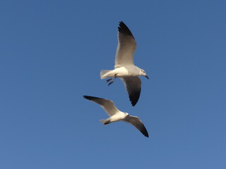 Pair of seagulls flying over a blue sky