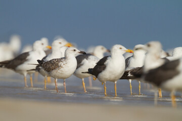 Heuglins Meeuw, Heuglin's Gull, Larus heuglini