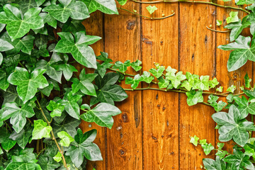 Evergreen shrub ivy ordinary on a wooden fence