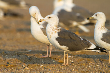 Heuglins Meeuw, Heuglin's Gull, Larus heuglini