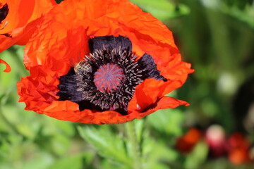 Bees pollinate red poppy, Germany