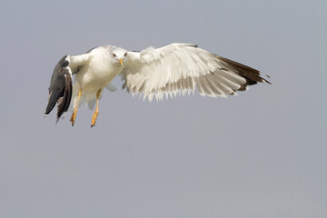 Heuglins Meeuw, Heuglin's Gull, Larus heuglini