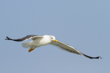 Heuglins Meeuw, Heuglin's Gull, Larus heuglini