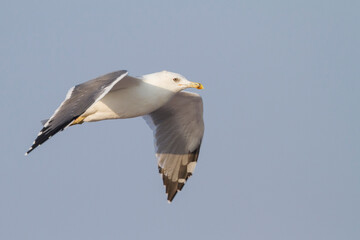 Heuglins Meeuw, Heuglin's Gull, Larus heuglini