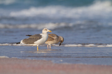 Heuglins Meeuw, Heuglin's Gull, Larus heuglini