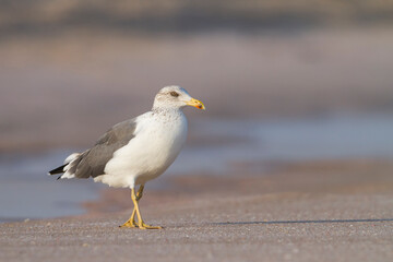 Heuglins Meeuw, Heuglin's Gull, Larus heuglini