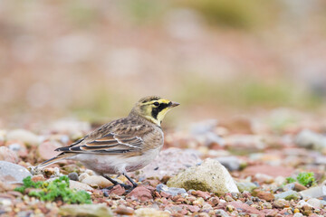 Strandleeuwerik, Shore Lark, Eremophila alpestris flava